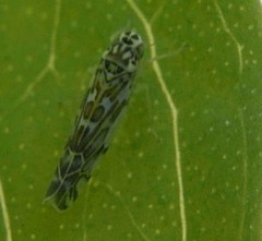 Eupteryx decemnotata