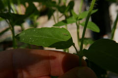 Eupteryx decemnotata