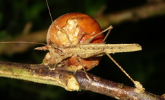 Teleutias