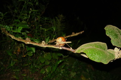 Teleutias