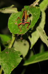 Eubliastes adustus