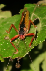 Eubliastes adustus