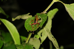 Eubliastes adustus
