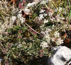 Trinia glauca