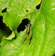 Liebermannacris dorsualis