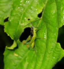 Liebermannacris dorsualis