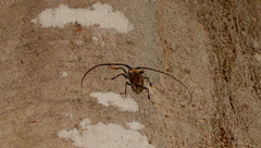 Polyrhaphis