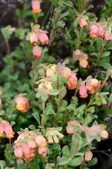 Hermannia ternifolia