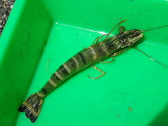 Penaeus monodon