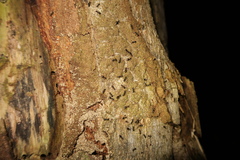 Dolichoderus lamellosus