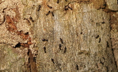 Dolichoderus lamellosus