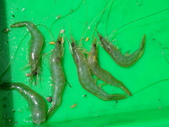 Penaeus penicillatus