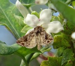 Ctenoplusia accentifera