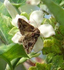 Ctenoplusia accentifera