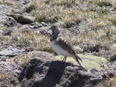 Thinocorus rumicivorus