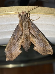 Eupanacra