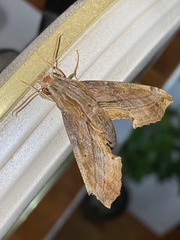 Eupanacra