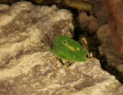Typophyllum mortuifolium
