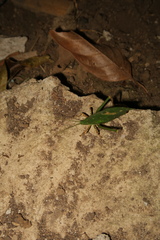 Typophyllum mortuifolium