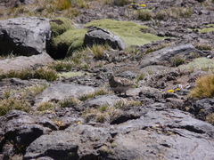 Thinocorus rumicivorus