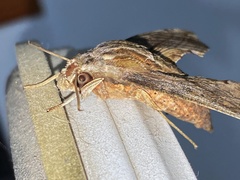 Eupanacra