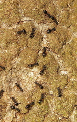 Dolichoderus lamellosus