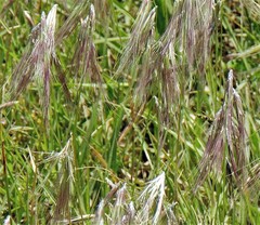 Bouteloua megapotamica