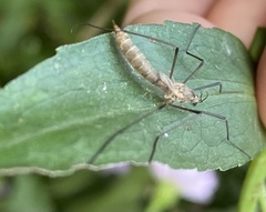 Tipula pagana