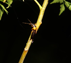 Carcinophora americana