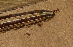 Pheidole xanthogaster