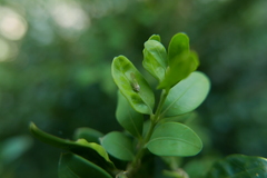 Psylla buxi