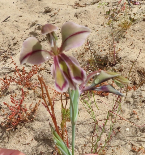 Image of Gladiolus orchidiflorus by (c) linkie, some rights reserved (CC BY)