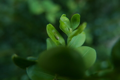 Psylla buxi
