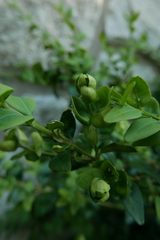 Psylla buxi