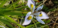 Moraea