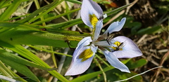 Moraea