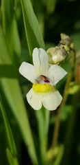 Nemesia leipoldtii