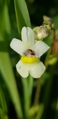 Nemesia leipoldtii