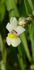 Nemesia leipoldtii