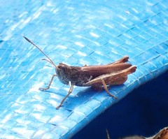 Gomphocerippus rufus