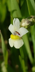 Nemesia leipoldtii