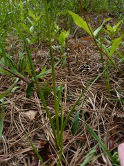 Spiranthes praecox