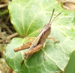 Gomphocerippus rufus