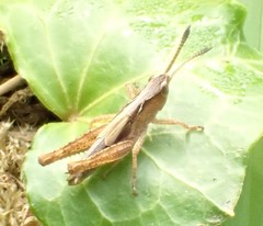 Gomphocerippus rufus