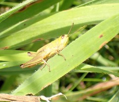 Pseudochorthippus parallelus