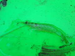 Penaeus penicillatus