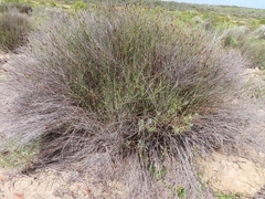 Willdenowia incurvata