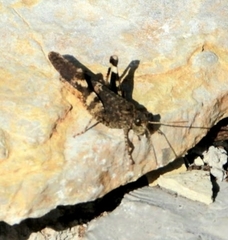 Oedipoda germanica