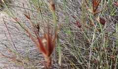 Willdenowia incurvata