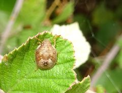 Peribalus strictus strictus